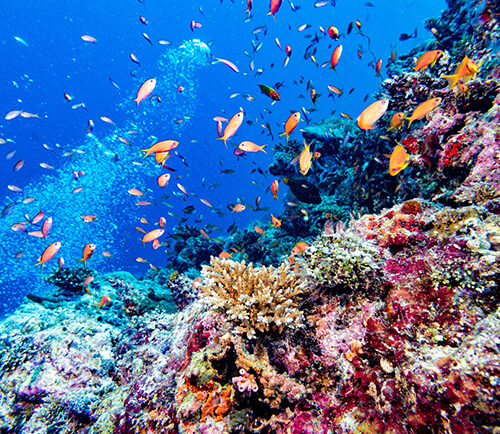 5 Diving Sites for Beginners in Maldives