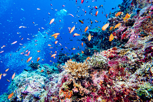 5 Diving Sites for Beginners in Maldives